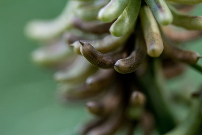 Close-up of flowering plant