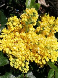 High angle view of yellow flowering plant