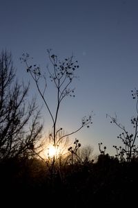 Silhouette birds flying over field against sky at sunset