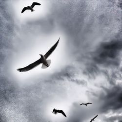 Low angle view of seagulls flying against cloudy sky