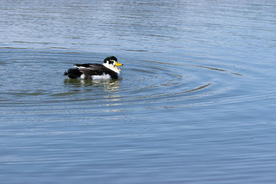 Duck swimming in a lake