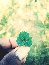 Close-up of hand holding plant