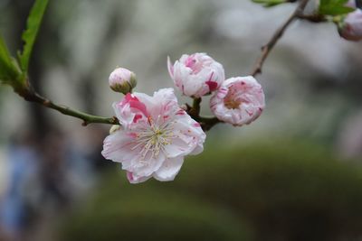 Close-up of pink cherry blossoms in spring