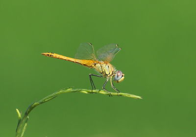 Close-up of insect on plant