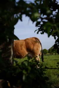 Close-up of cows standing on field against sky