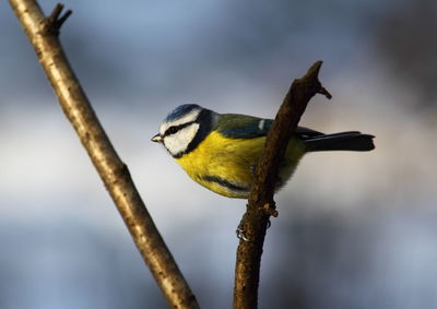 Close-up of bird perching on branch