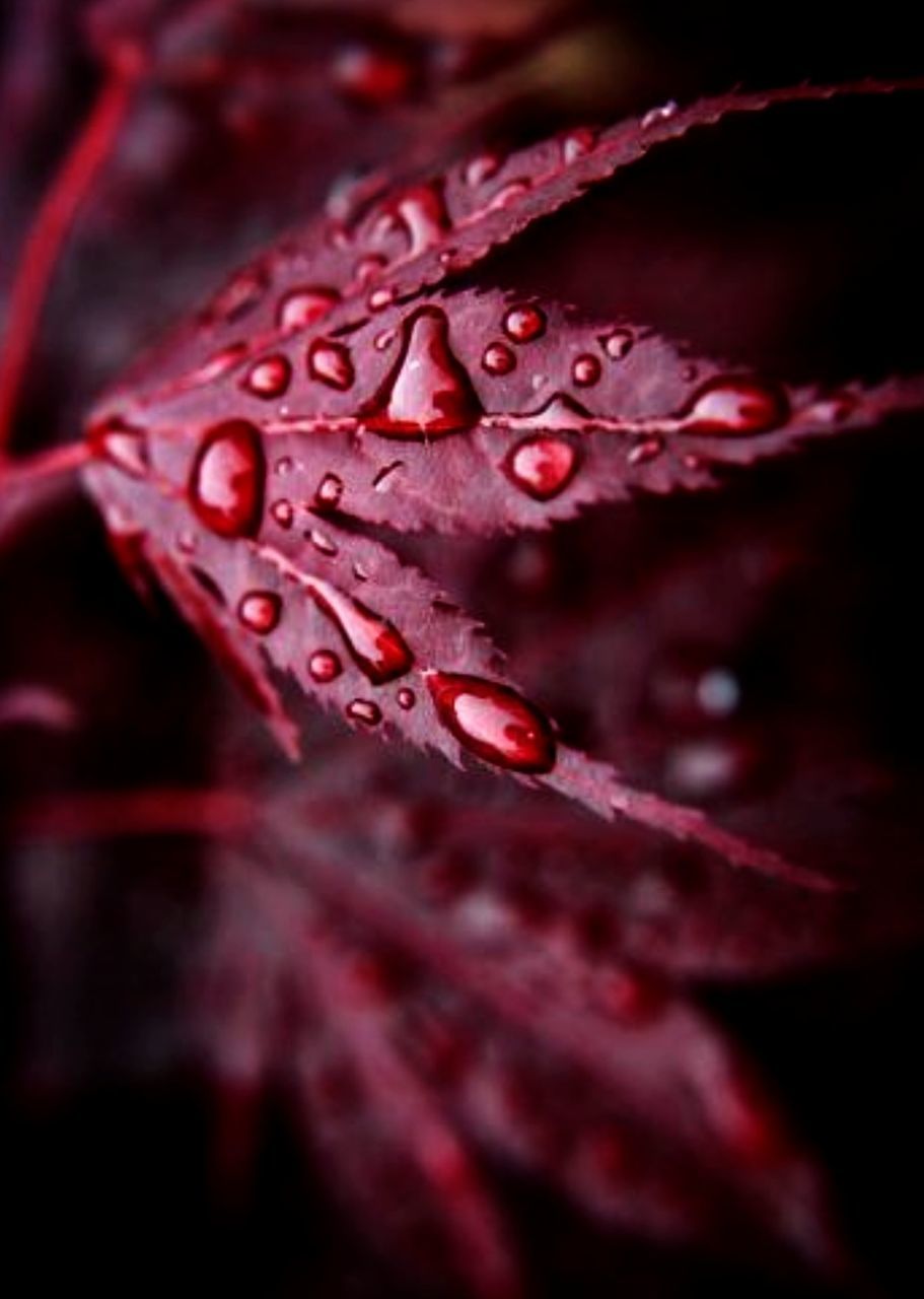 CLOSE-UP OF WET RED FLOWERS