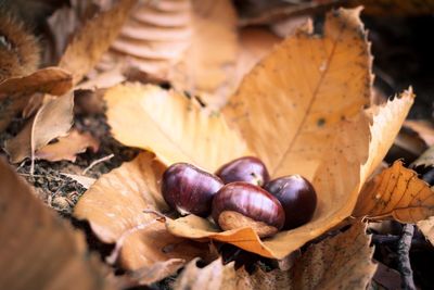 Close-up of chestnuts on dry leaf during autumn