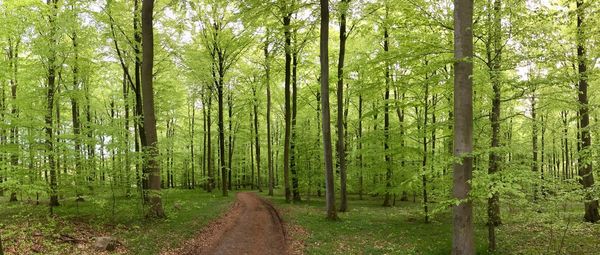 Scenic view of trees in forest