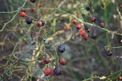 Close-up of berries growing on tree