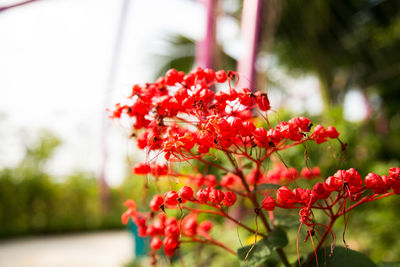 Close-up of red flowering plant