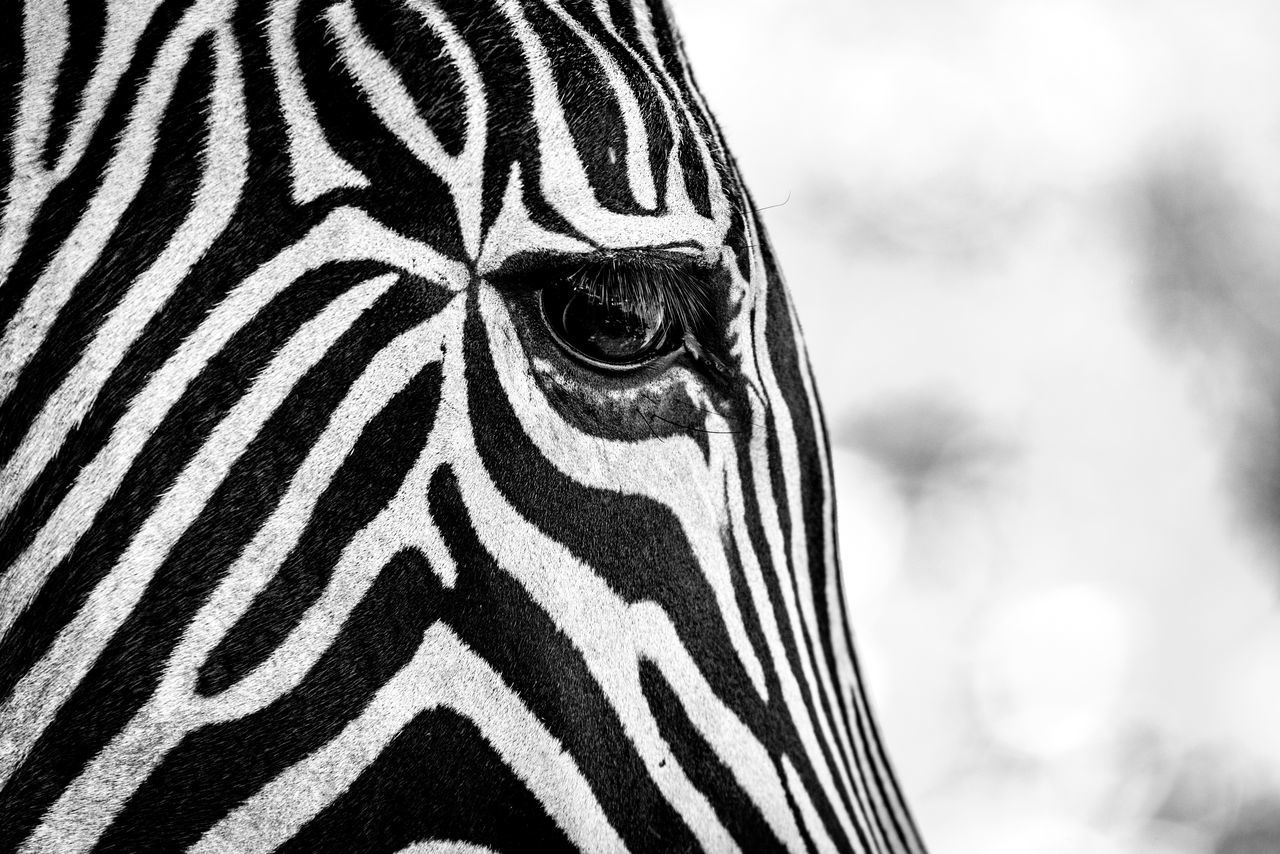 CLOSE-UP PORTRAIT OF ZEBRA ON LEAF