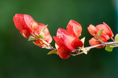 Close-up of red flowering plant