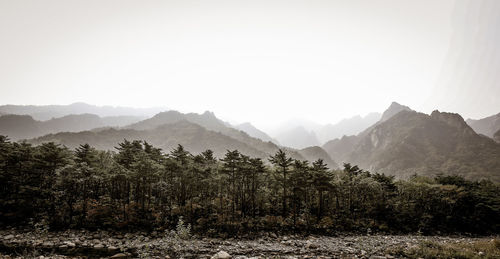 Pine trees in forest against sky