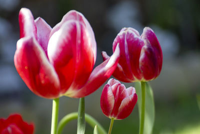 Close-up of pink tulips