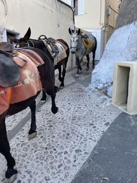 Donkeys walking on street