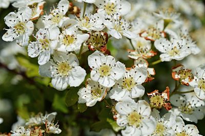 Close-up of white flowers