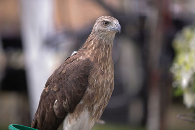 Close-up of a bird