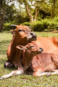 Cow relaxing on field