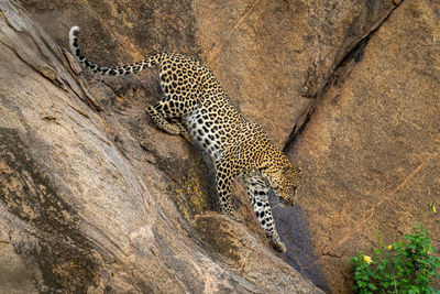 Leopard climbs down steep rock raising paw