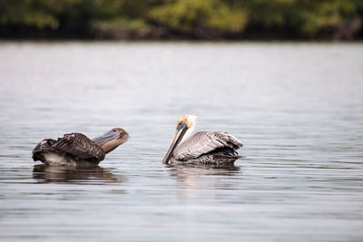 View of ducks swimming in lake