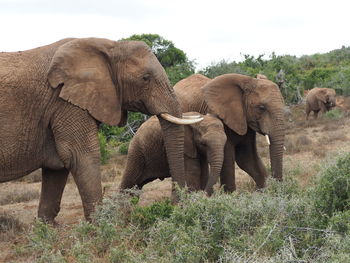 Elephant in a field