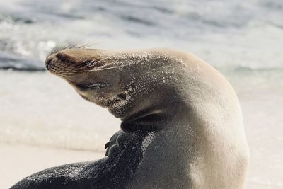 Sea lions of galapagos