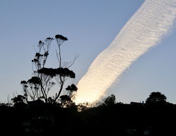 Low angle view of silhouette plants against sky