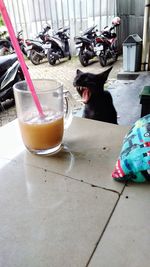 Close-up of dog on table