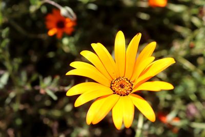 Close-up of yellow flower