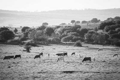 Cows and calves grazing on field