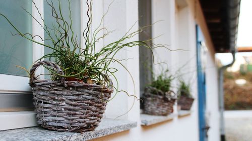 Close-up of potted plant