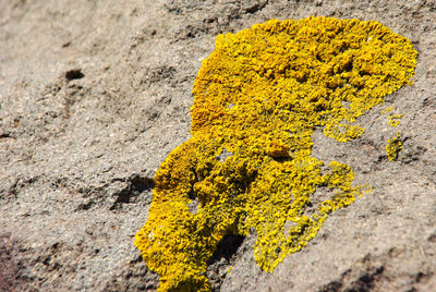 Close-up of yellow flower growing on rock