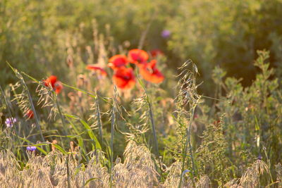Close-up of red flowering plants on field