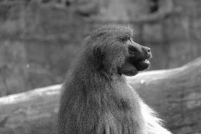 Close-up of a monkey looking away