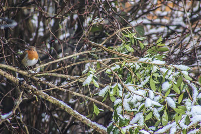 Close-up of perching on tree