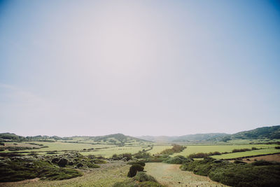 Cows grazing on field against clear sky