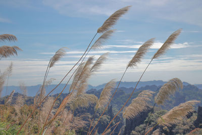 Low angle view of stalks against sky