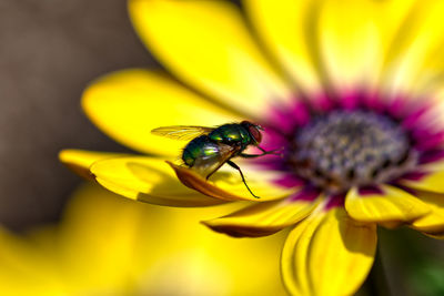 Close-up of insect on yellow flower