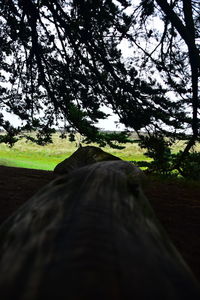 Tree on field by road against sky