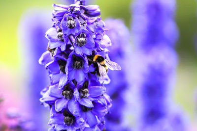 Close-up of bee pollinating on purple flower