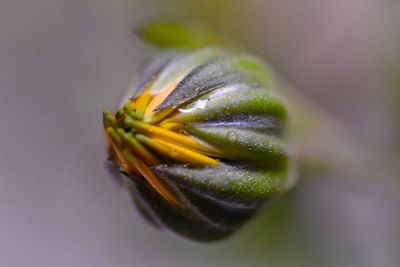 Close-up of flower against blurred background