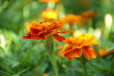 Close-up of orange marigold flowers blooming in park