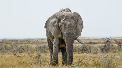 African elephant on field at etosha national park