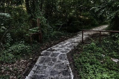 Footpath in forest