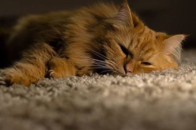 Cat sleeping on bed