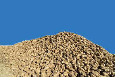 Sugar beet