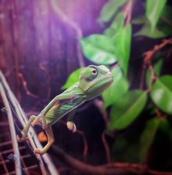 Close-up of lizard on plant