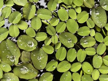 Full frame shot of water