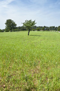 Scenic view of grassy field against sky